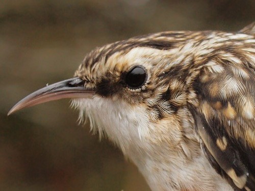 Brown Creeper