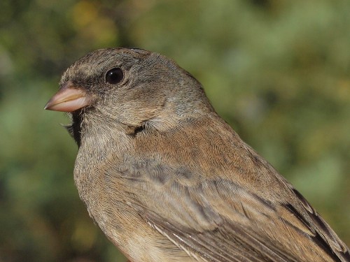 Slate-colored Junco