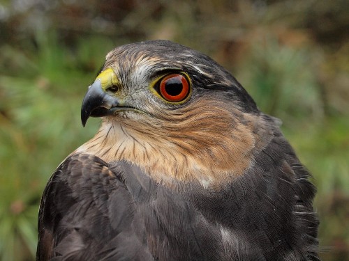 Sharp-shinned Hawk