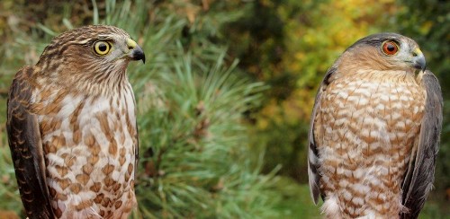 Sharp-shinned Hawks