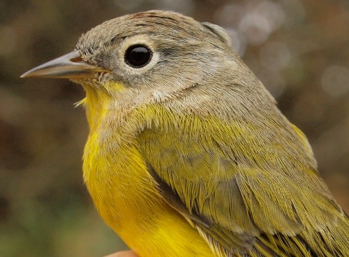 Nashville Warbler