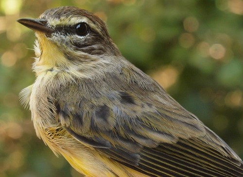 Western Palm Warbler