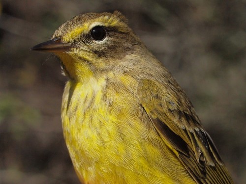 Yellow Palm Warbler