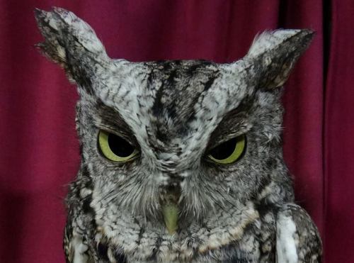 Eastern Screech-Owl