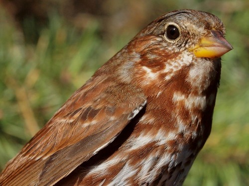 Fox Sparrow