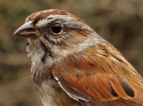 Swamp Sparrow