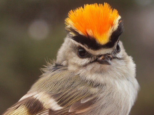 Golden-crownded Kinglet