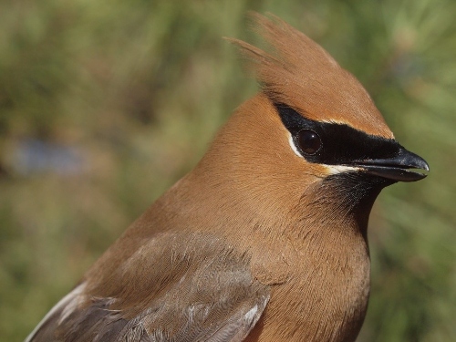 Cedar Waxwing