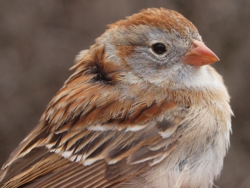 Field Sparrow