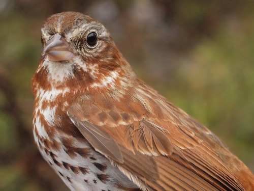 Fox Sparrow