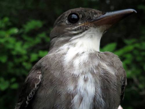 Olive-sided Flycatcher