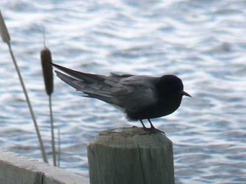 Black Tern