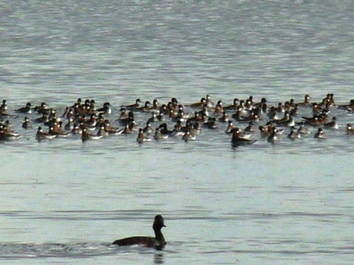 Red-necked Phalaropes