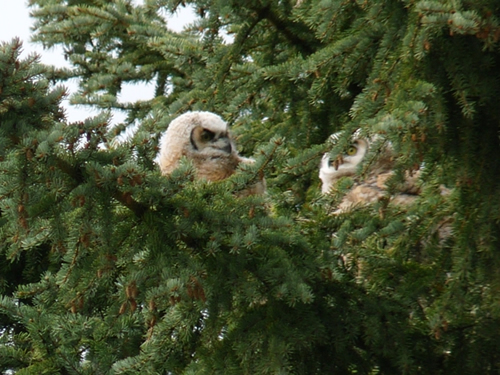 Great Horned Owl