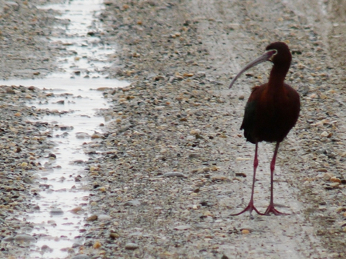 White-faced Ibis