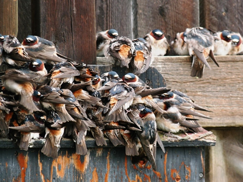 Cliff Swallows