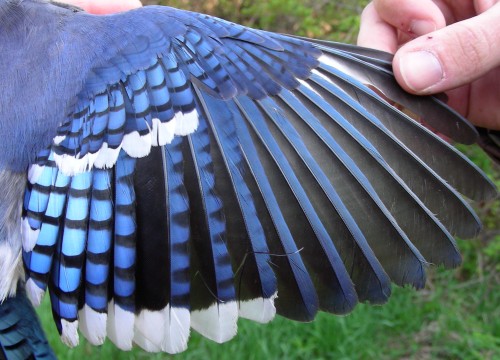 Blue Jay Feather Photograph