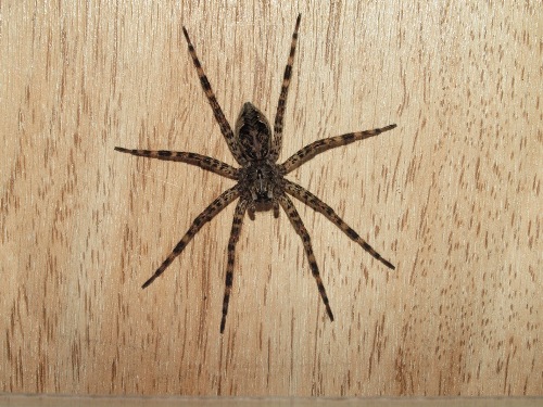 Wolf spider