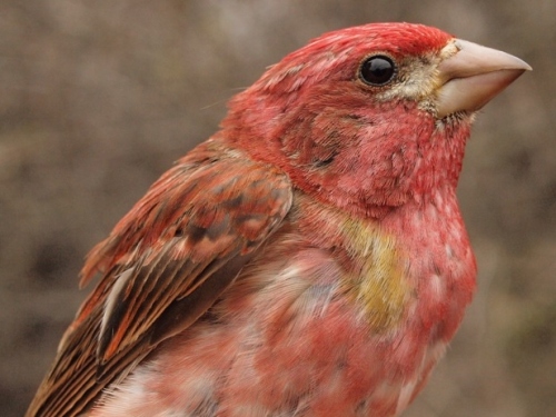 Purple Finch