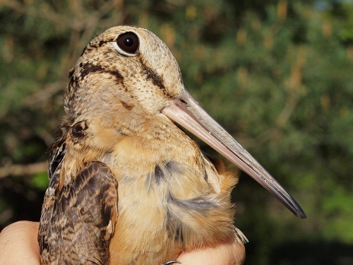 American Woodcock