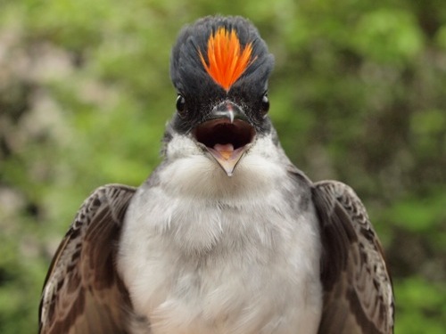 Eastern Kingbird