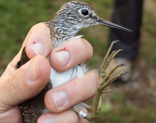 Solitary Sandpiper