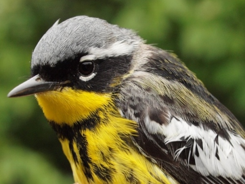 Magnolia Warbler