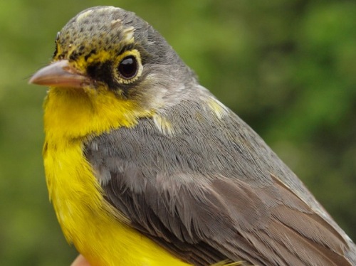 Canada Warbler