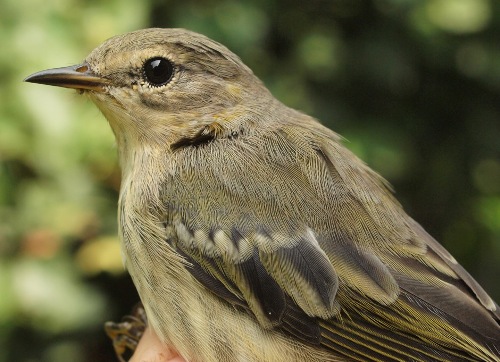 Cape May Warbler