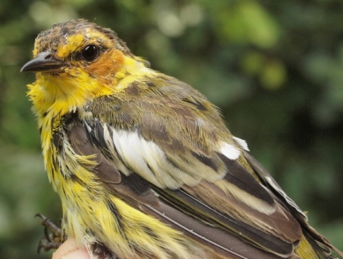 Cape May Warbler