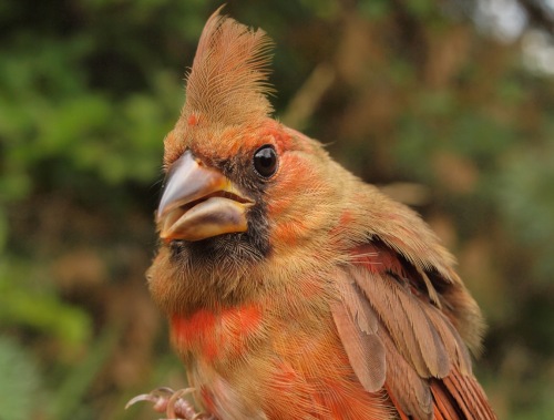 Northern Cardinal