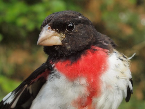 Rose-breasted Grosbeak