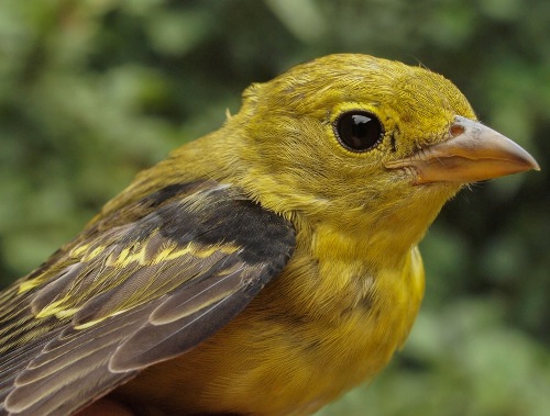 Scarlet Tanager