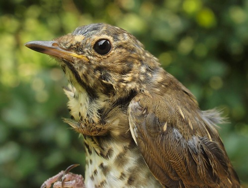 Swainson's Thrush