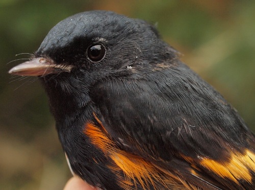 American Redstart