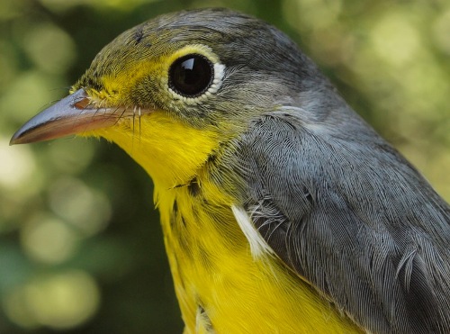 Canada Warbler