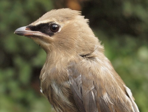 Cedar Waxwing