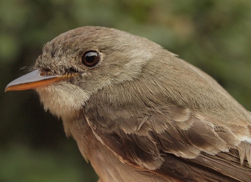 Eastern Phoebe