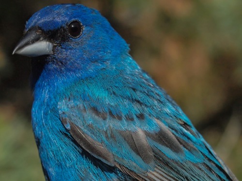 Indigo Bunting