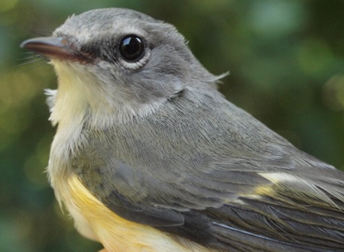 American Redstart