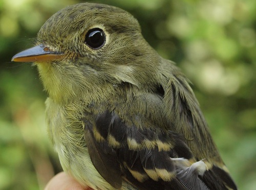 Yellow-bellied Flycatcher