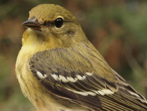 Blackpoll Warbler