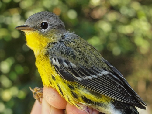 Magnolia Warbler