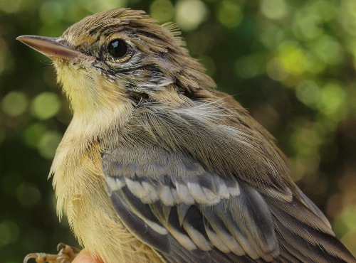 Pine Warbler