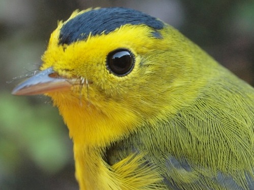 Wilson's Warbler