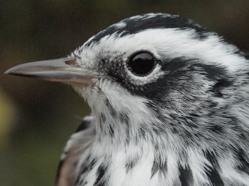 Black-and-white Warbler
