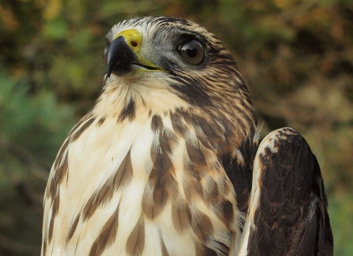 Broad-winged Hawk