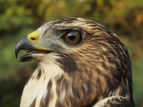 Broad-winged Hawk