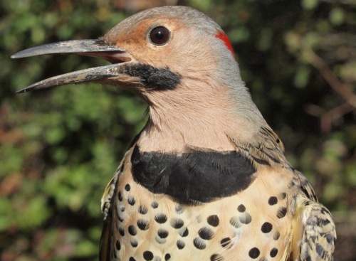Yellow-shafted Flicker