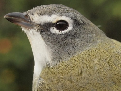 Blue-headed Vireo
